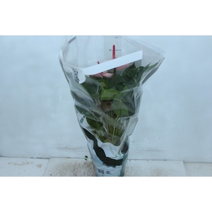 ANTHURIUM VARIADO P17