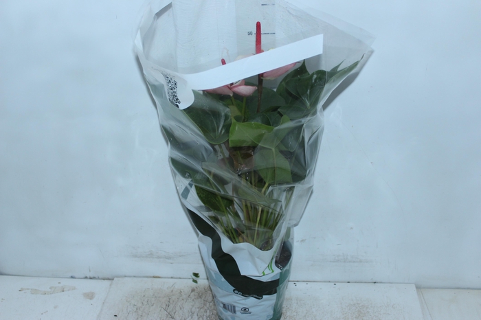 <h4>ANTHURIUM VARIADO P17</h4>
