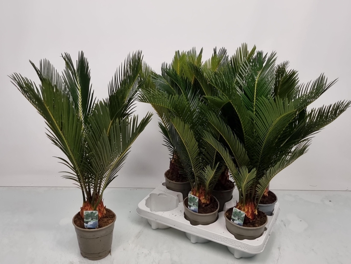 <h4>CYCAS REVOLUTA</h4>