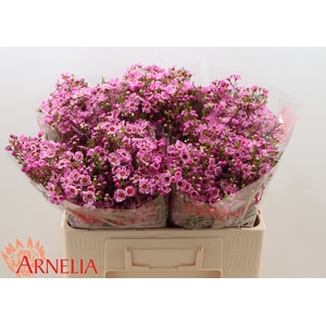Chamelaucium 'Niek's Pride'