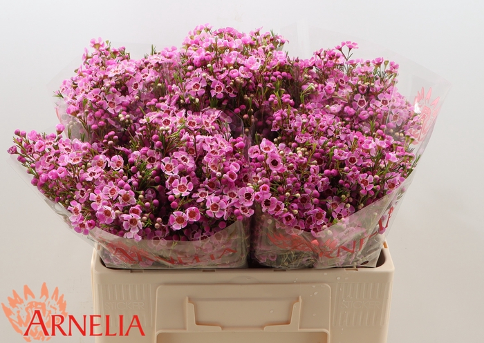 <h4>Chamelaucium 'Niek's Pride'</h4>