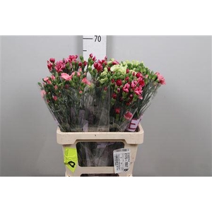 Di Te Solomio Gem Fust