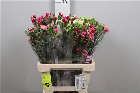 <h4>Di Te Solomio Gem In Fust</h4>