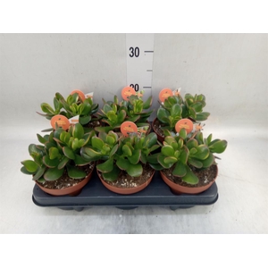 Crassula ovata 'Sunset'