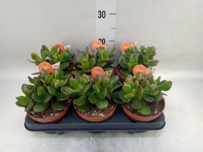<h4>Crassula ovata 'Sunset'</h4>