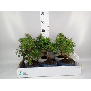 Bonsai   ...mix