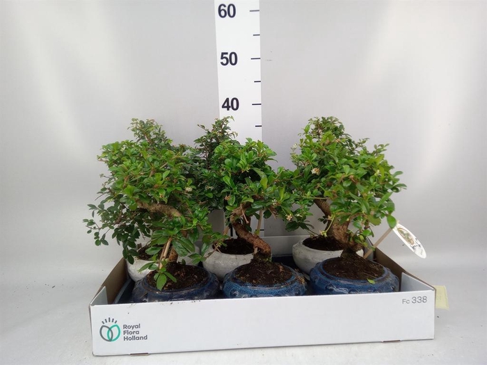<h4>Bonsai   ...mix</h4>