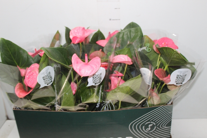 <h4>ANTHURIUM P15 ROSA</h4>