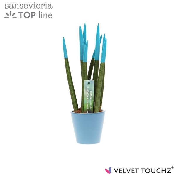 <h4>Sansevieria VELVET TOUCHZ® Aqua In keramiek R'dam</h4>