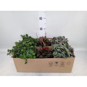 Arr.   Kamerplant Groen L%