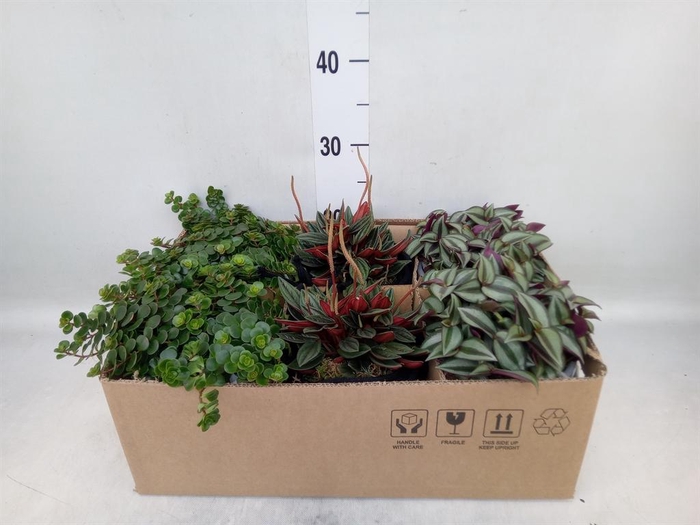 <h4>Arr.   Kamerplant Groen L%</h4>