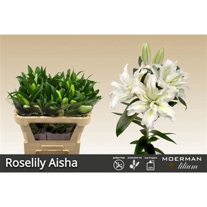 Li Or Du Roselily Aisha