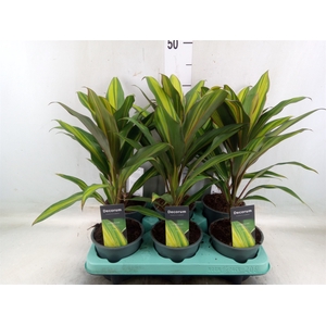 Cordyline fruti. 'Kiwi'