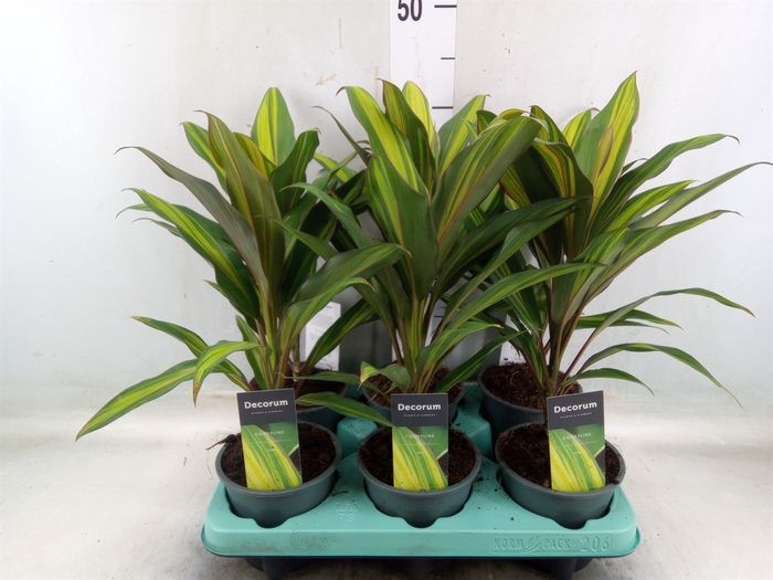 <h4>Cordyline fruti. 'Kiwi'</h4>