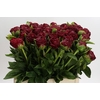 Paeonia Henry Bockstoce