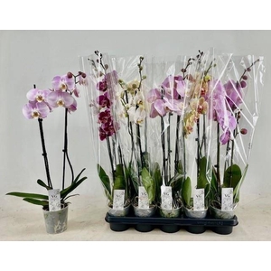 PHAL GEM