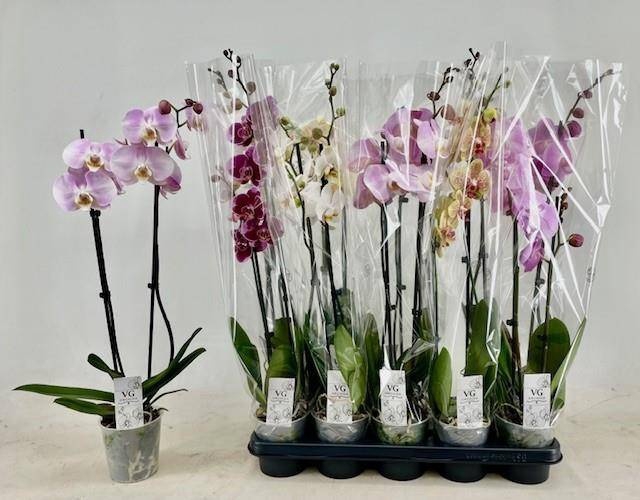 <h4>PHAL GEM</h4>