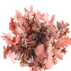 Pres Beech Leafs Red