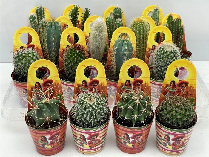 <h4>Cactus gemengd</h4>