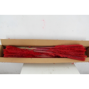 DF Pampas Silvy Bs 10pc Red