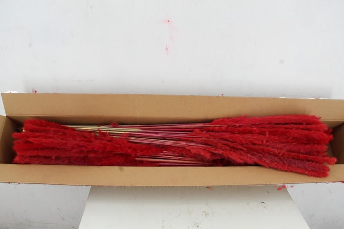<h4>DF Pampas Silvy Bs 10pc Red</h4>