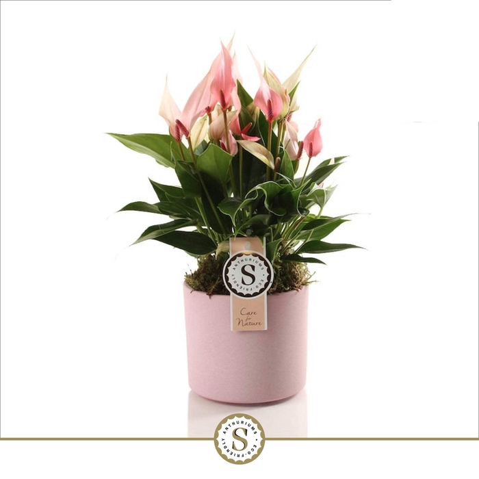 <h4>Bari Keramiek Pink - Lilli 12cm</h4>