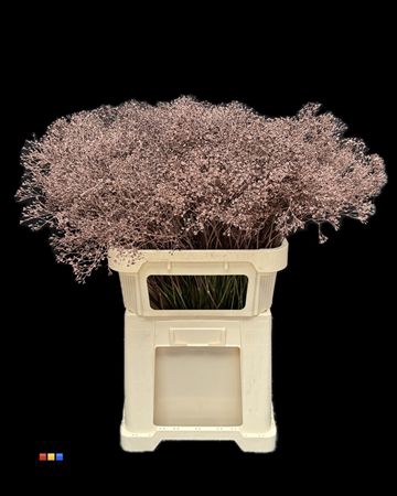 Gyps Million Star Choco Brown