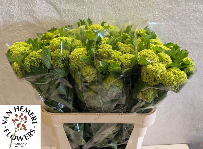 <h4>VIBURNUM ROSEUM ST</h4>