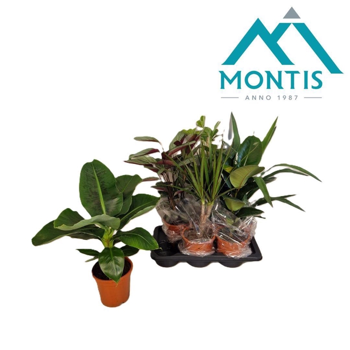 <h4>Kamerplanten "Basic mix" 17cm</h4>