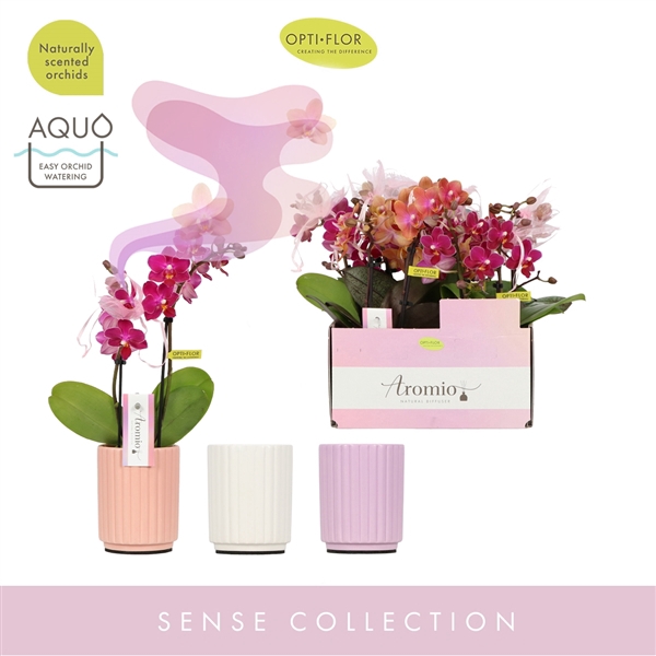 <h4>Aromio Mix 2 spike in Molise Mix Aquo</h4>