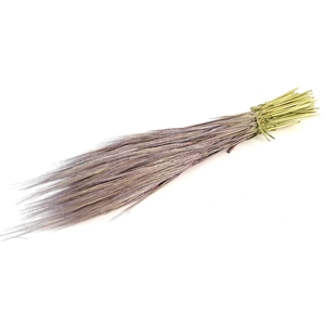 DRIED FLOWERS - HORDEUM FROSTED MILKA