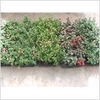 FUCHSIA MIXK
