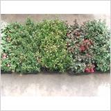 FUCHSIA MIXK
