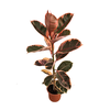 FICUS ELASTICA RUBY P17