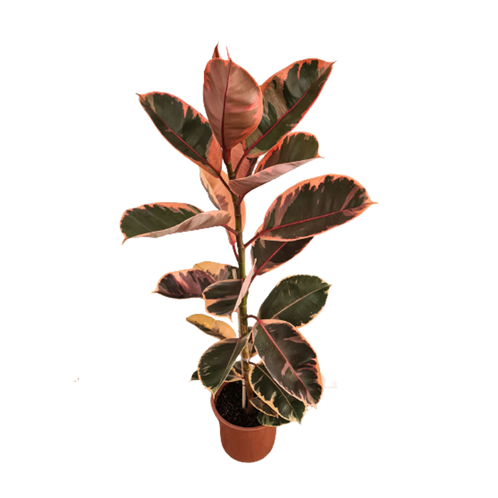 <h4>FICUS ELASTICA RUBY P17</h4>