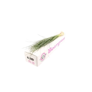 BEARGRASS  X 20 G.O.