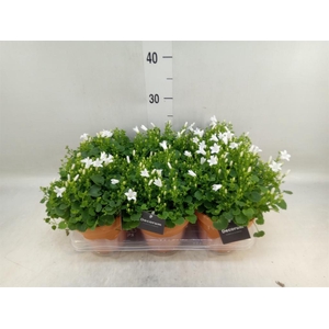 Campanula porten. 'Porto White'