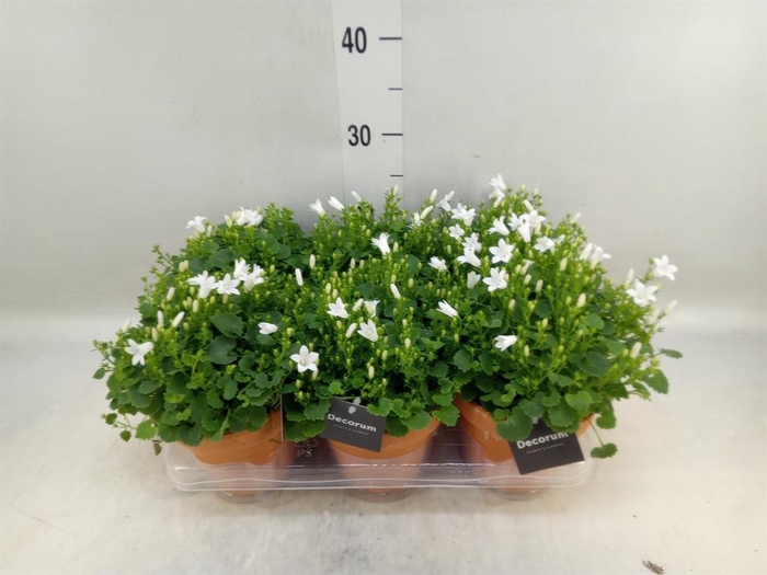 <h4>Campanula porten. 'Porto White'</h4>