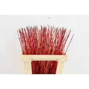 CORNUS SA WINTER BEAUTY PER STEM 060CM