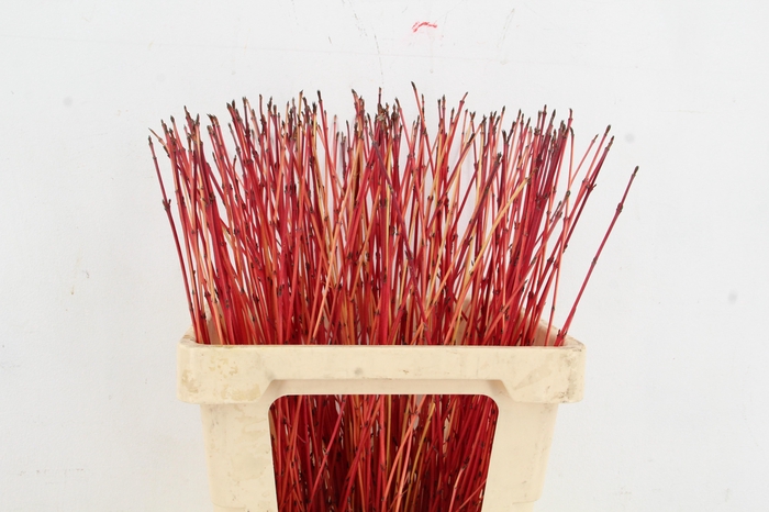 <h4>CORNUS SA WINTER BEAUTY PER STEM 060CM</h4>