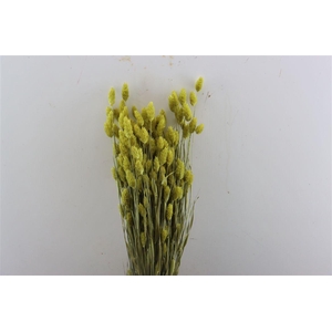 Dried Phalaris X5 Yellow Bunch
