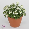 LOBULARIA CL CR WHIT