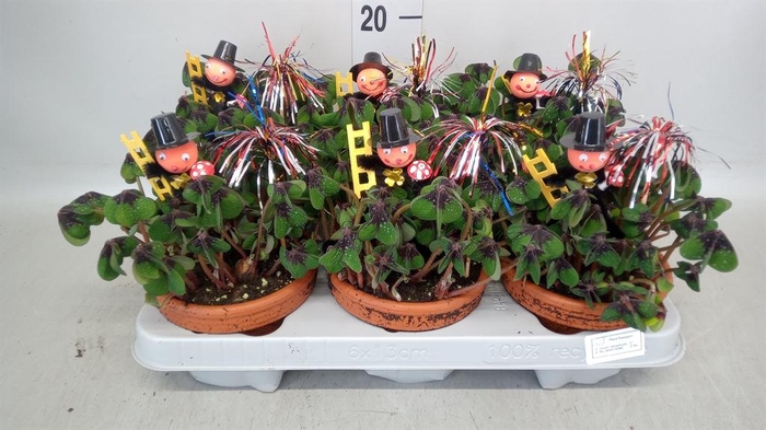 <h4>Oxalis deppei</h4>