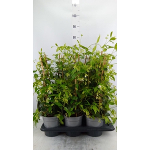 Trachelospermum jasm.