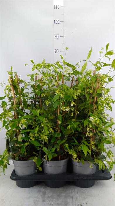 <h4>Trachelospermum jasm.</h4>