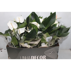 ANTHURIUM WHITE WINNER P15 BRANCO