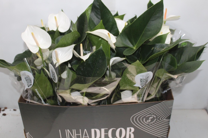 <h4>ANTHURIUM WHITE WINNER P15 BRANCO</h4>