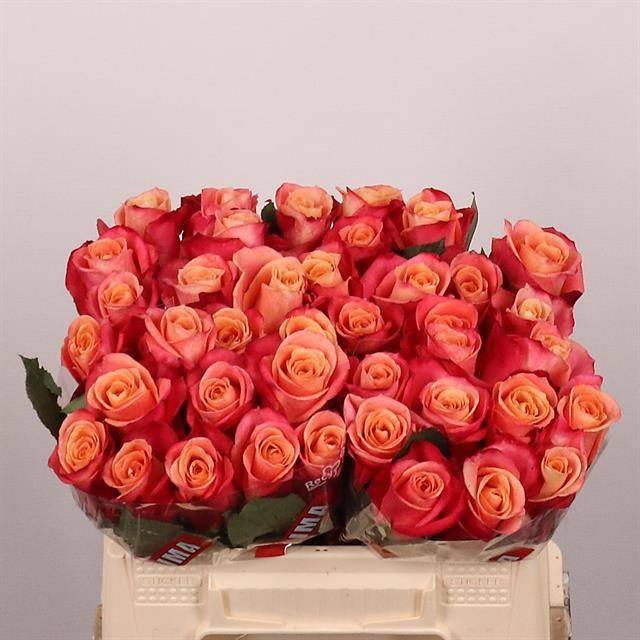 <h4>R GR HELENE</h4>