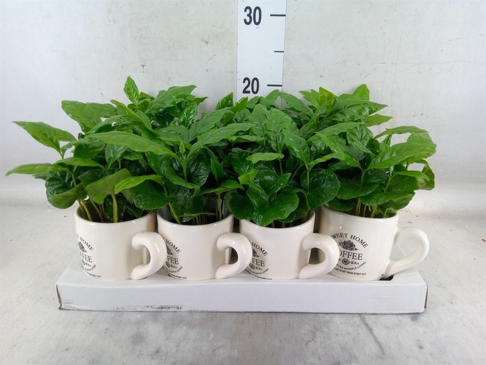 <h4>Coffea arabica</h4>