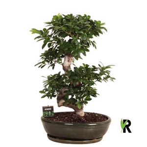 Ficus microcarpa 'Ginseng'